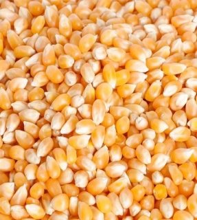 Corn Dana